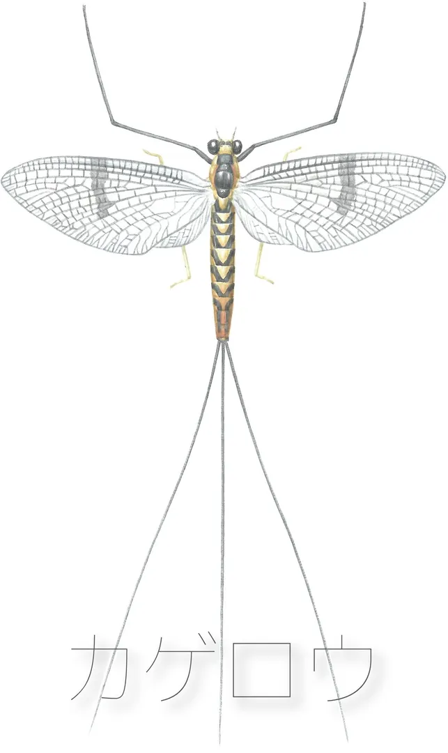 カゲロウ (Mayfly)